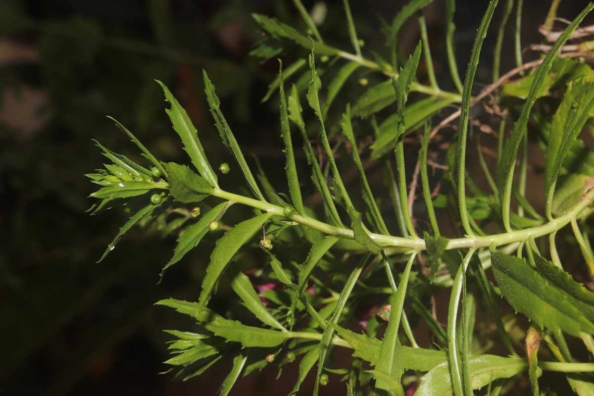 Angelonia goyazensis Benth.